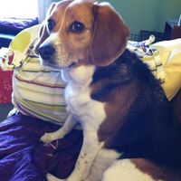 Since we are getting to know each other and everyone LOVES their fur babies!