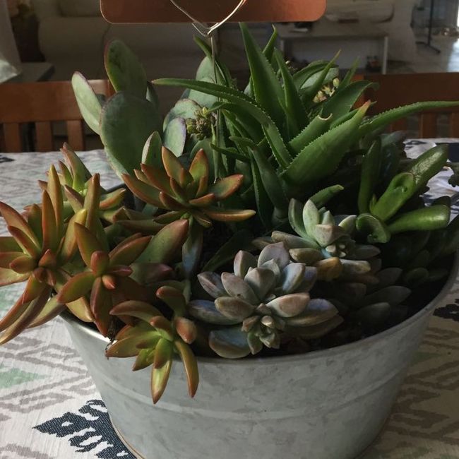 Ideas for budget-friendly center pieces! - 1