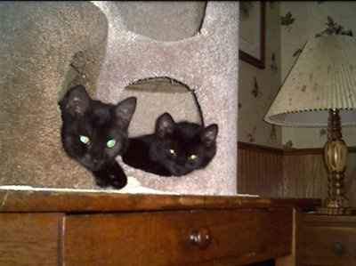 Let's do a show-and-tell about our fur-babies!!!