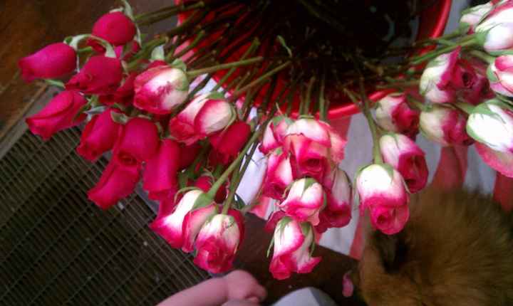 KWR - Got my trial flowers in! *UPDATE with the bouquets*