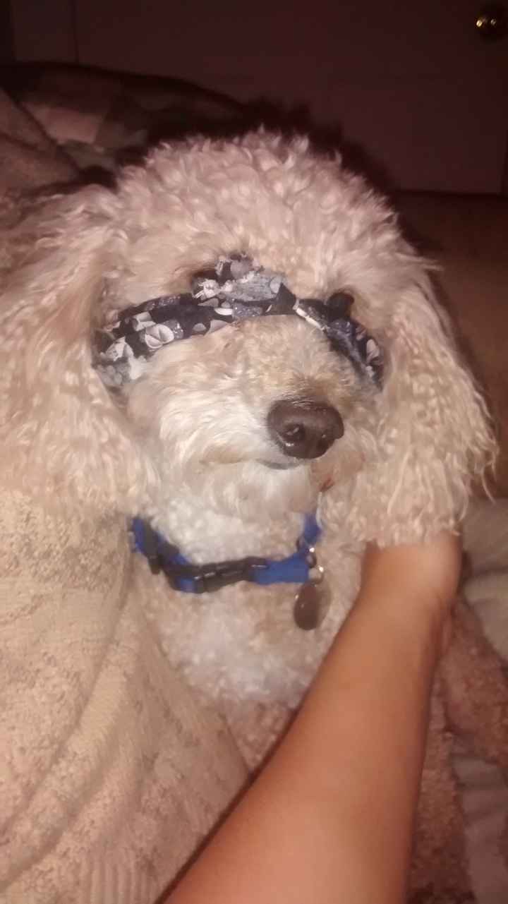 We havent had a pet post in a minute.