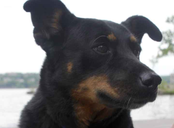 Incorporating Pets in Wedding