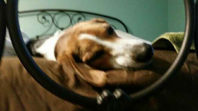 NWR: Bored? Show off your pets!