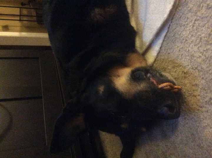 Positive thoughts and pictures of fluffy pets please