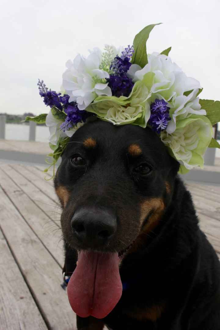 NWR: Show me your pups!