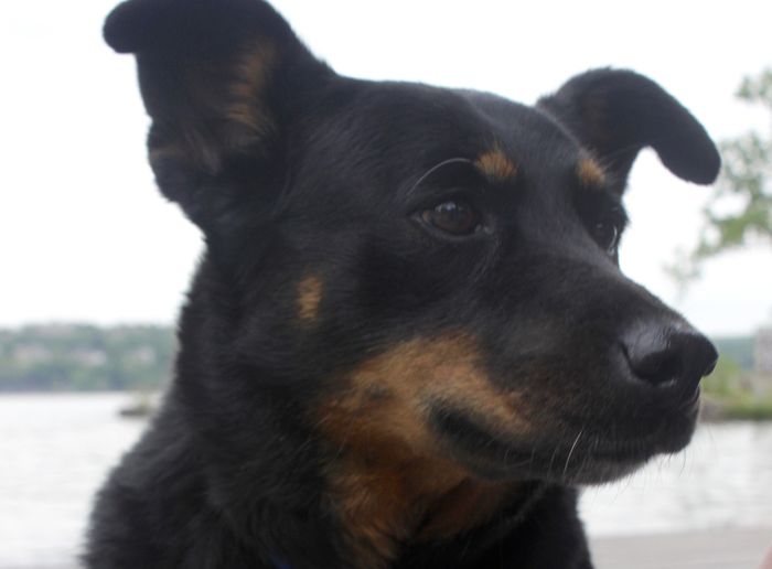 Incorporating Pets in Wedding
