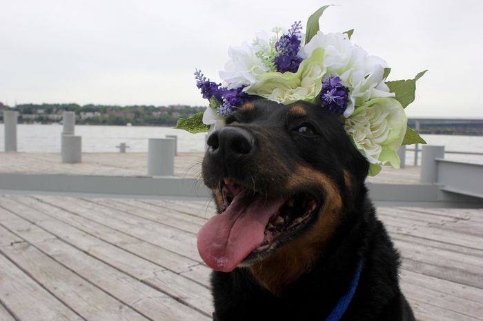 Incorporating Pets in Wedding