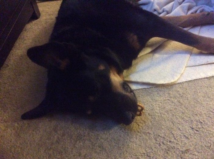 NWR - Pet pictures