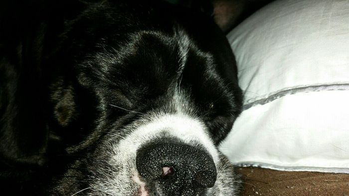 NWR: Bored? Show off your pets!