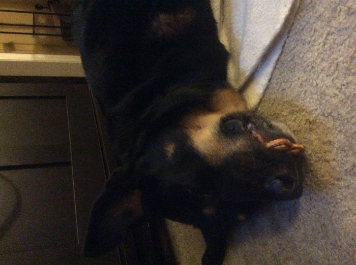 Positive thoughts and pictures of fluffy pets please