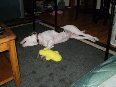 I love my Dog. NWR.