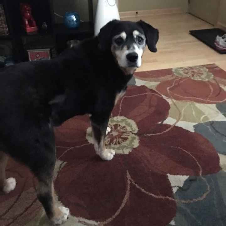 Spinoff: Show us your rescues!
