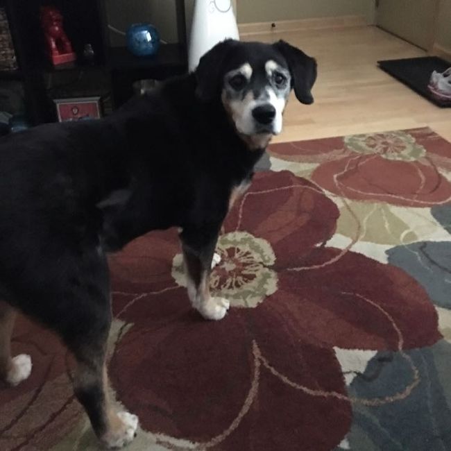 Spinoff: Show us your rescues!