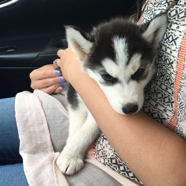 Incorporating Pets in Wedding
