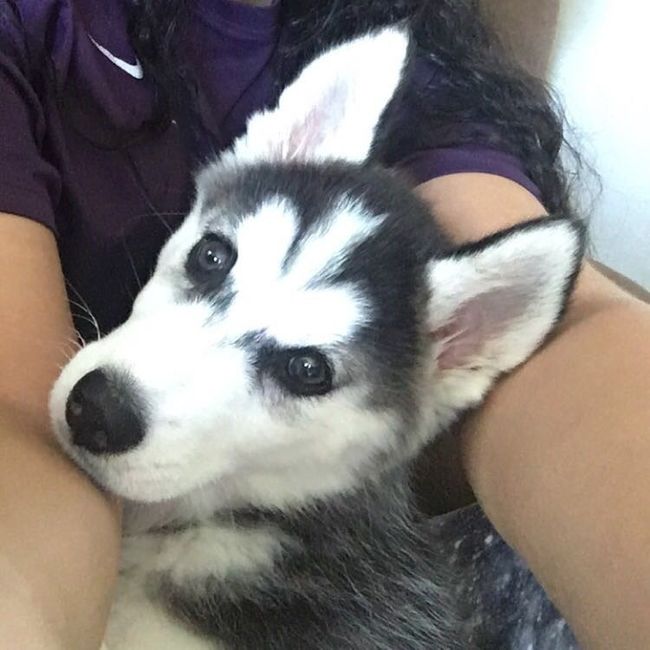 NWR - Pet pictures