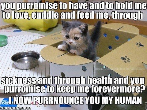 Why are there no Friday animal funnies?