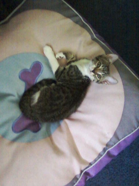NWR: We Got a Kitten!