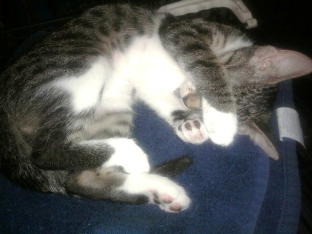 NWR: We Got a Kitten!