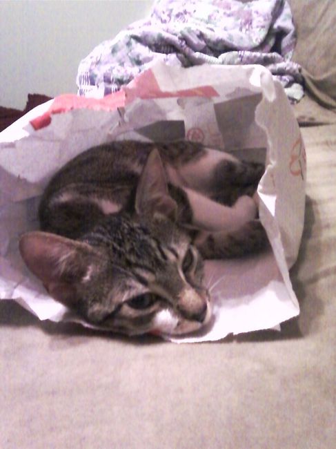 NWR: We Got a Kitten!