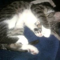 NWR: We Got a Kitten!