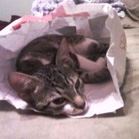 NWR: We Got a Kitten!