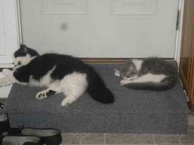 Show off your furbabies!