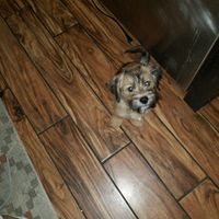 NWR: Show me your fur babies