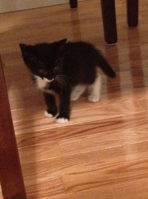 UPDATE: Newest Member of the WW Family. Meet Tuxedo Cat *PICS*