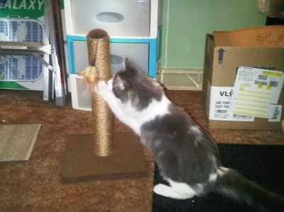 SBR: Meet my Fur-babies, lets see yours too