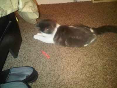 SBR: Meet my Fur-babies, lets see yours too