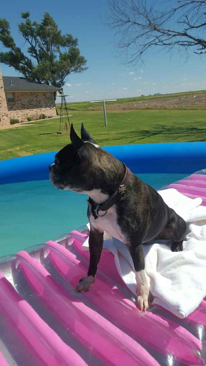 Fur Babies (Give the Best Hugs)