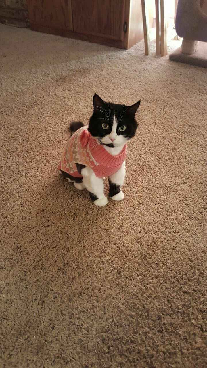 NWR: Tomorrow is National Cat Day!