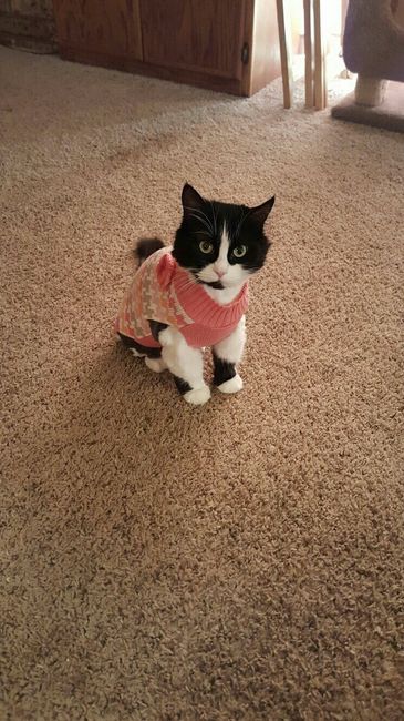 NWR: Saying Goodbye to My Kitty