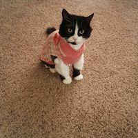 NWR: Tomorrow is National Cat Day!