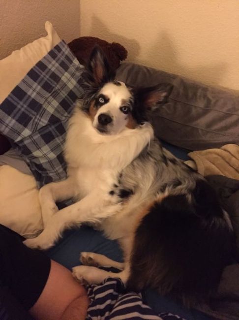 Why do I love my dog so much?
