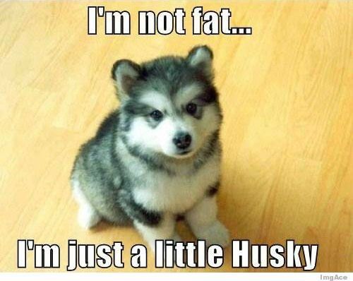 Why are there no Friday animal funnies?