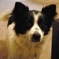 Show me your non-human bridal party members!!