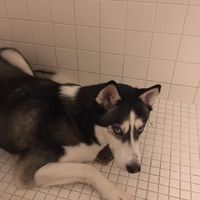 Show me your fur babies!