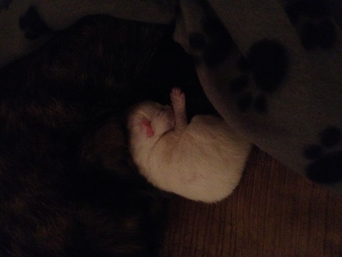 NWR  new fur baby
