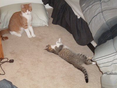 Show off your furbabies!