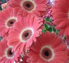 Found my flower color!!!!**Pic**