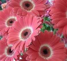 Want to see flowers!!!
