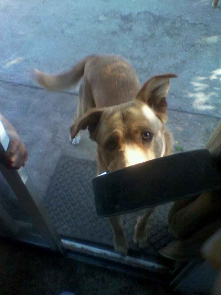Do you and your FH have a pet?