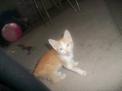 NWR... my cats.. do you have any pets?