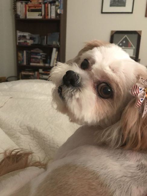 Furbaby pick me up