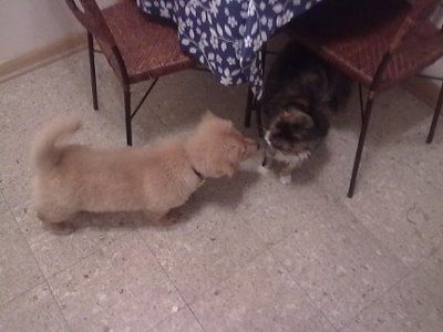 NWR: I want to see your pets!