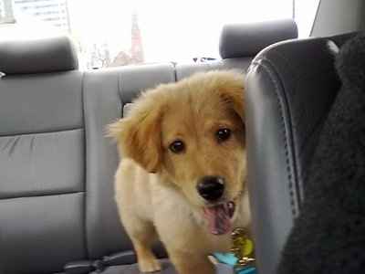 NWR: I want to see your pets!