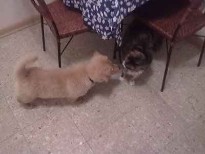 NWR: I want to see your pets!