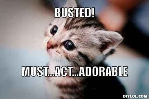 Cats!!!