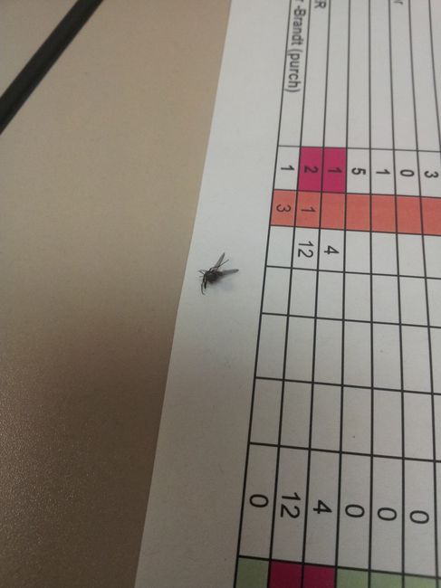 Once upon a time, there was this fly....